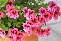 c32de1fc-IMG_7425 engleska pelargonija.jpg